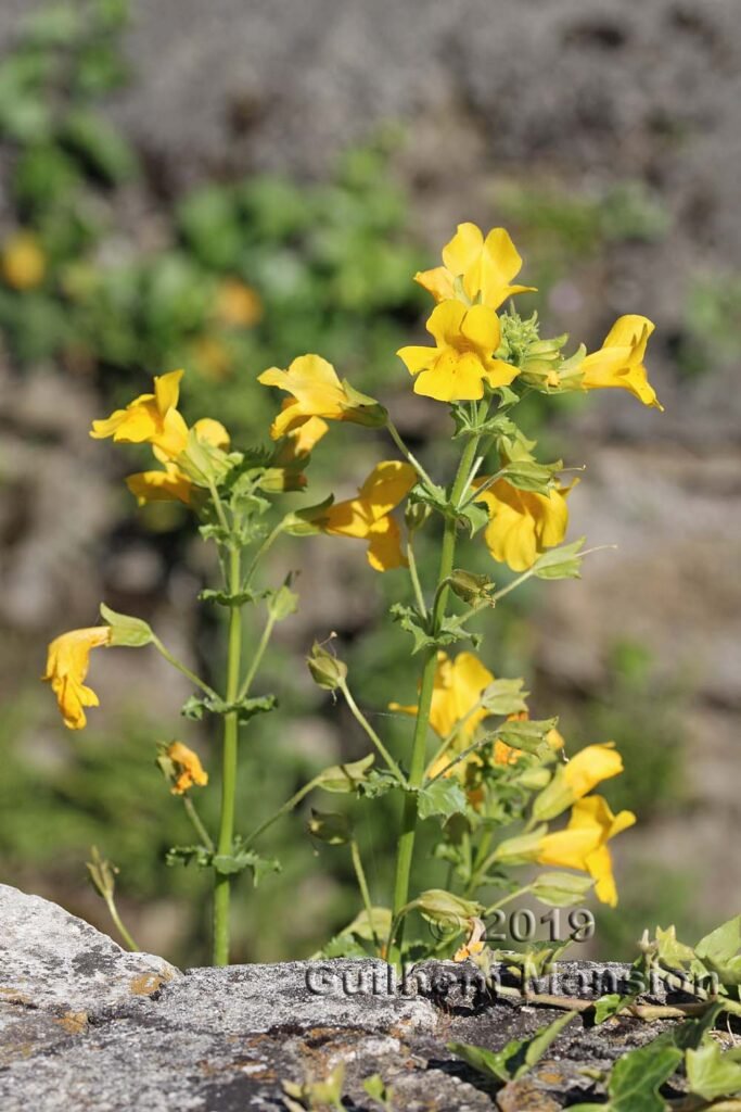 Mimulus guttatus vers Saint-Blaise (Suisse, Neuchâtel)