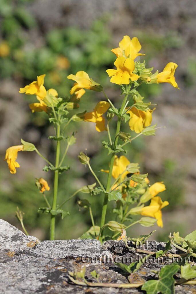 Mimulus guttatus vers Saint-Blaise (Suisse, Neuchâtel)