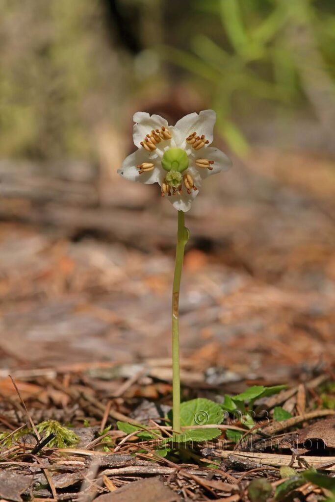 Monoses uniflora vers Derborence (Suisse, Valais)