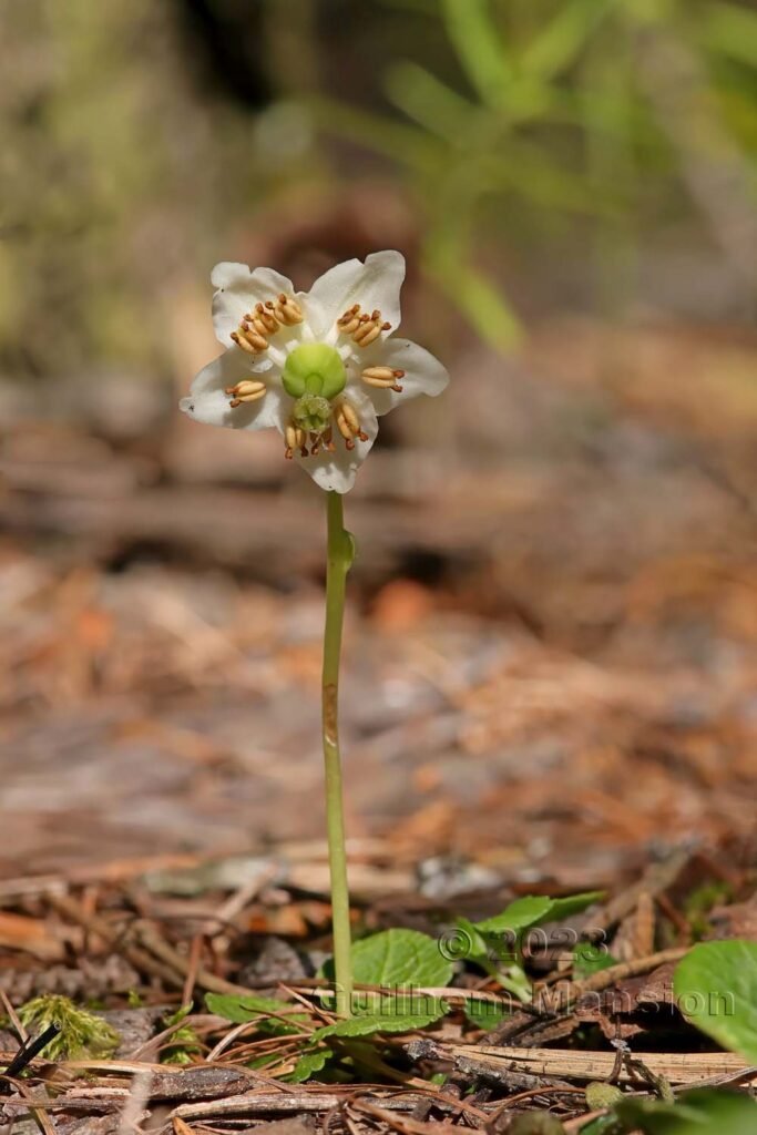 Monoses uniflora vers Derborence (Suisse, Valais)