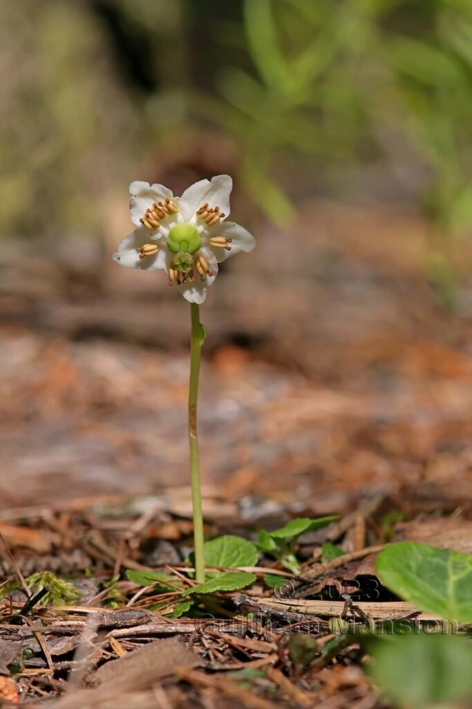 Monoses uniflora vers Derborence (Suisse, Valais)