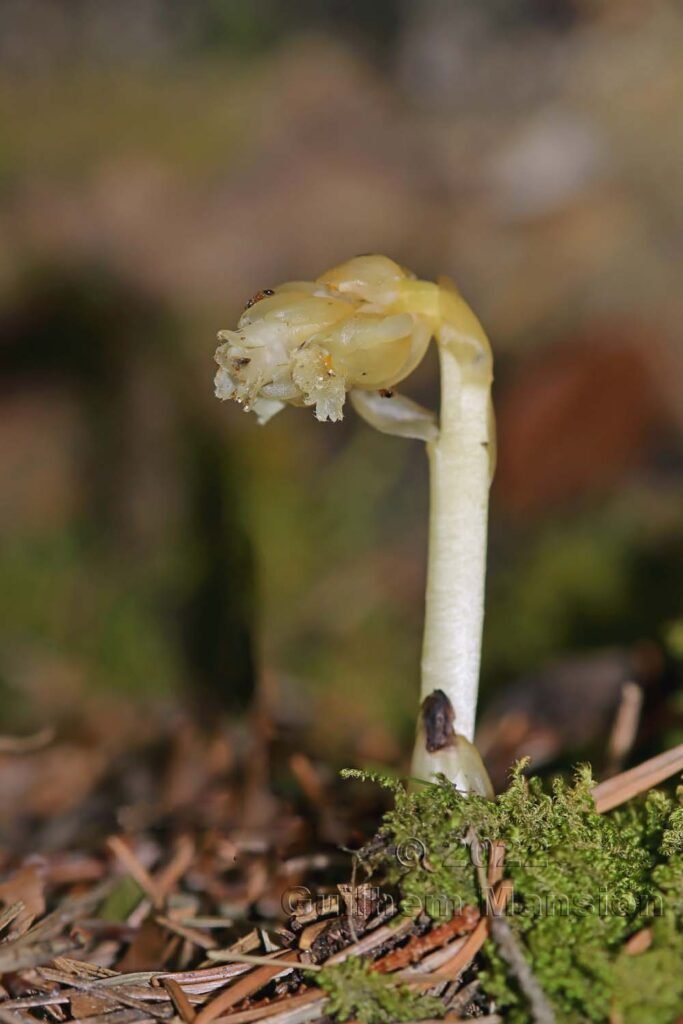 Monotropa hypopitys sur le Weissenstein (Suisse, Soleure)