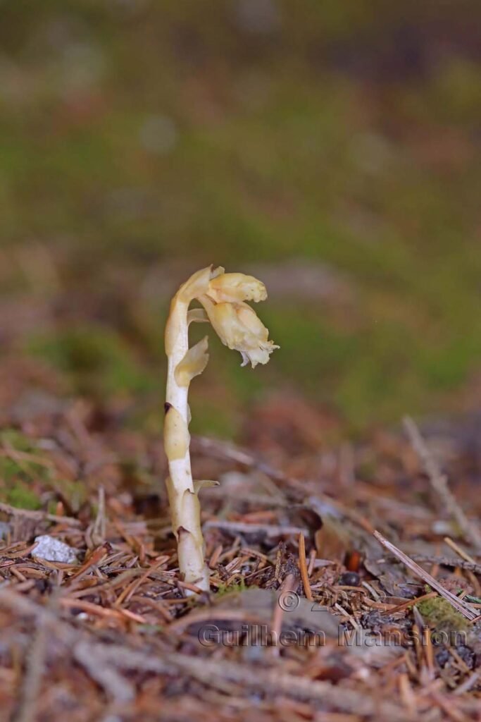 Monotropa hypopitys sur le Weissenstein (Suisse, Soleure)