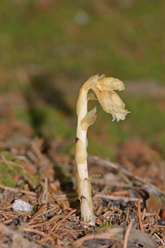 Monotropa hypopitys sur le Weissenstein (Suisse, Soleure)