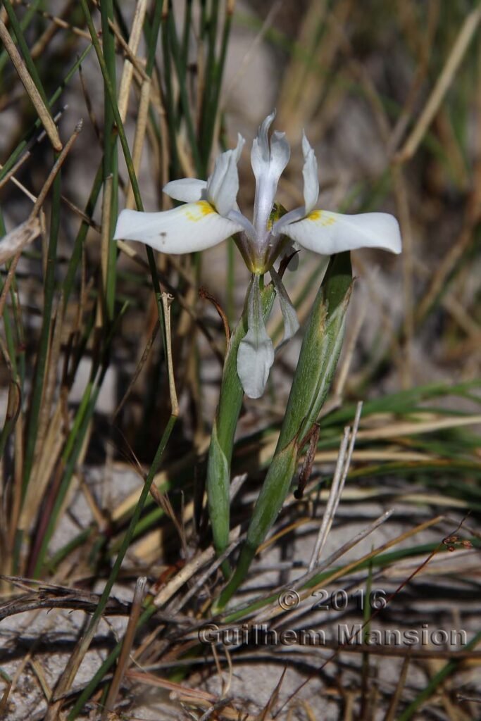 Moraea fugax dans le Agulhas National Park (Afrique du Sud)