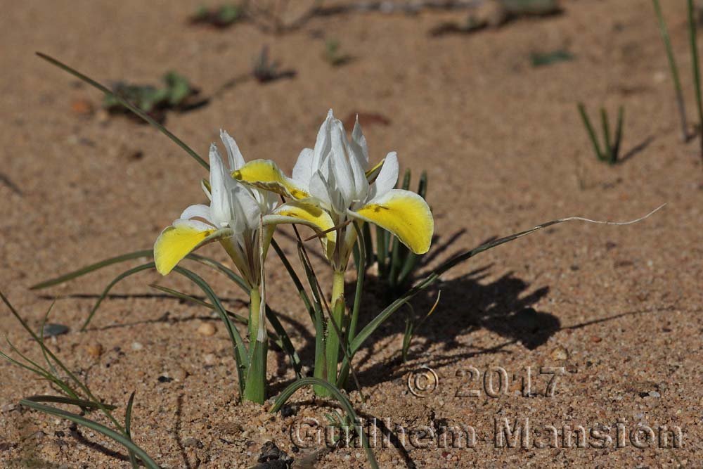 Moraea fugax dans les Cederberg (Afrique du Sud)