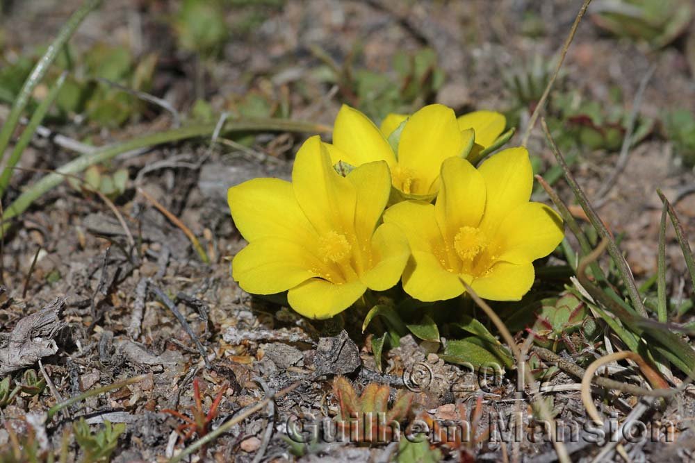Moraea galaxia vers Kamiesberg (Afrique du Sud)