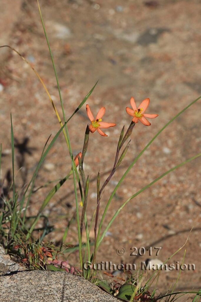 Moraea miniata dans les Cederberg (Afrique du Sud)