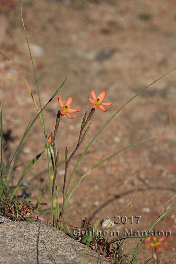 Moraea miniata dans les Cederberg (Afrique du Sud)