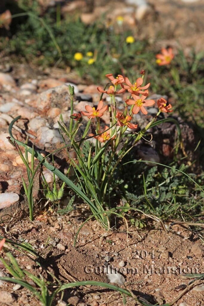 Moraea miniata dans les Cederberg (Afrique du Sud)