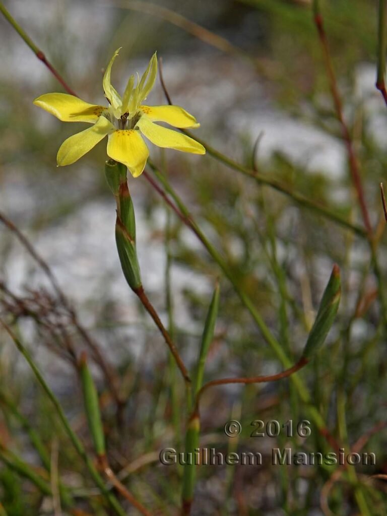 Moraea ramosissima dans la réserve de Kogelberg (Afrique du Sud)