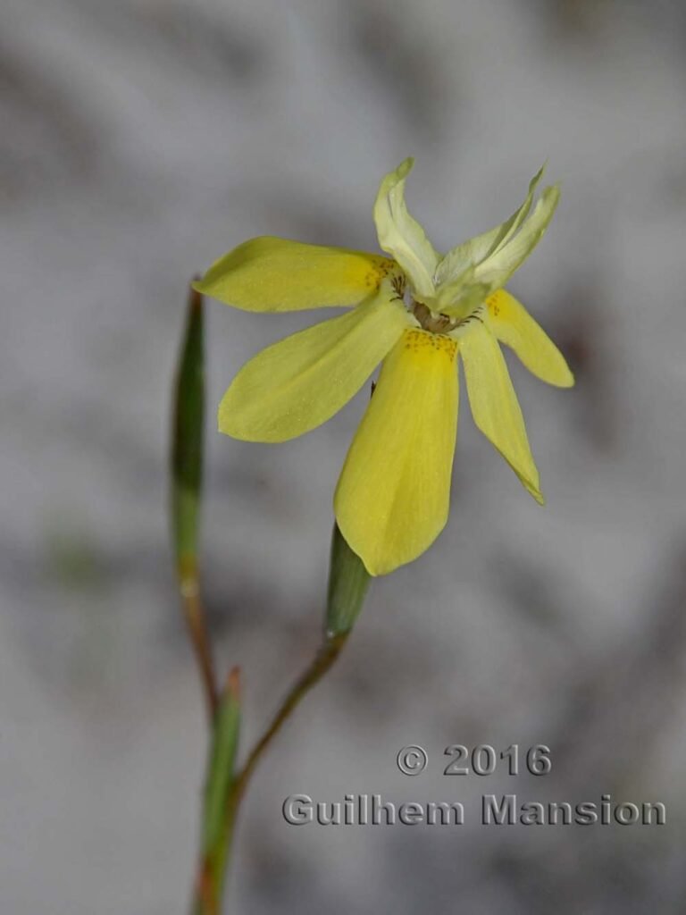 Moraea ramosissima dans la réserve de Kogelberg (Afrique du Sud)