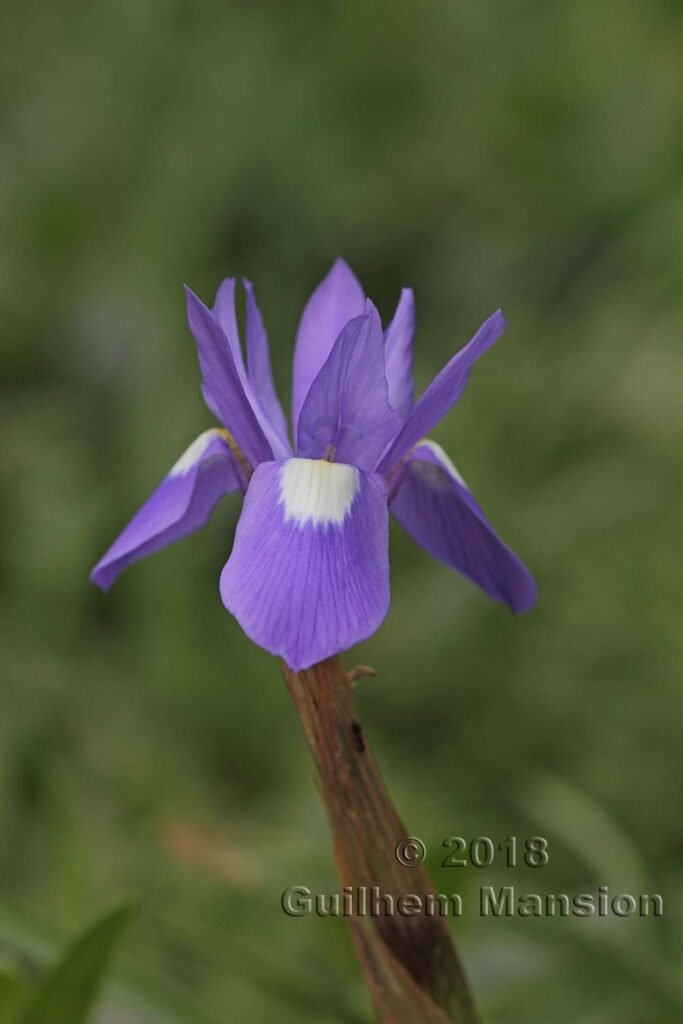 Moraea sisyrinchium dans la Serrania de Ronda (Espagne, Andalousie)