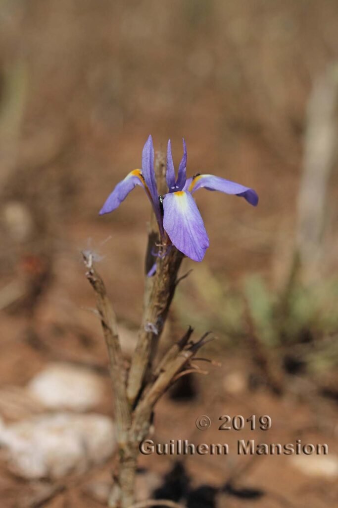 Moraea sisyrinchium dans la réserve de Plemmirio (Italie, Sicile)