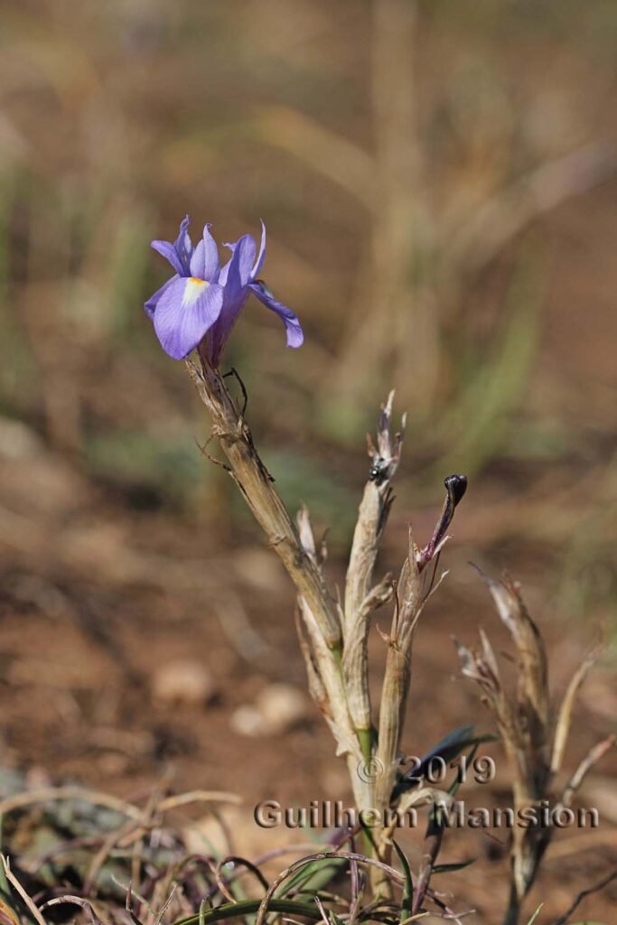 Moraea sisyrinchium dans la réserve de Plemmirio (Italie, Sicile)