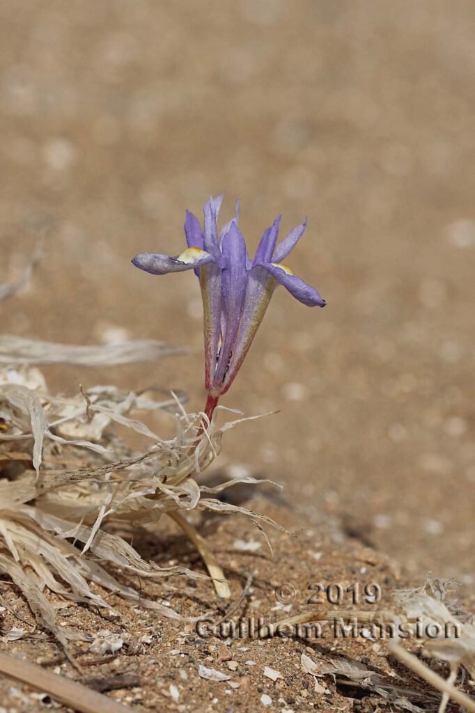 Moraea sisyrinchium dans le réserve de Vindicari (Italie, Sicile)