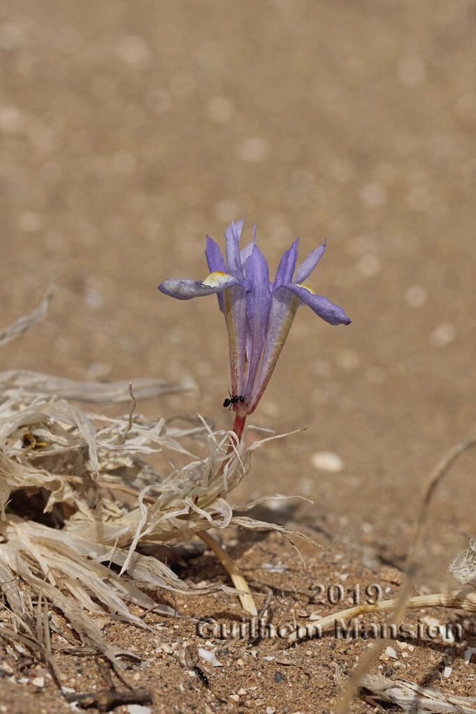 Moraea sisyrinchium dans le réserve de Vindicari (Italie, Sicile)