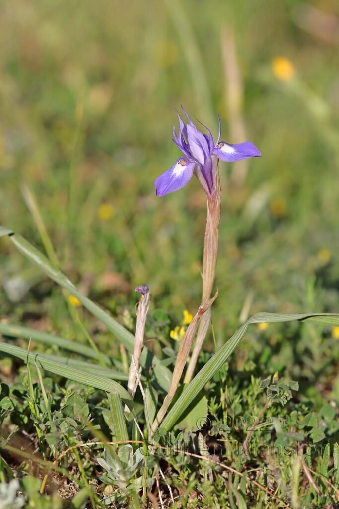 Moraea sisyrinchium vers Bonifacio (France, Corse-du-Sud)