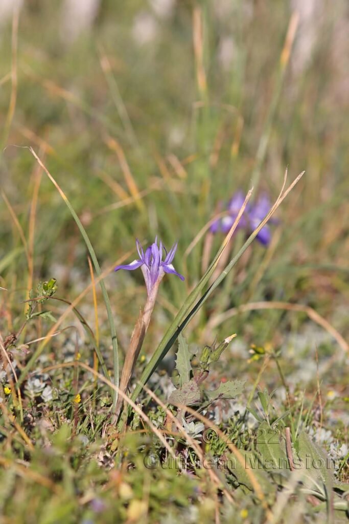 Moraea sisyrinchium vers Bonifacio (France, Corse-du-Sud)