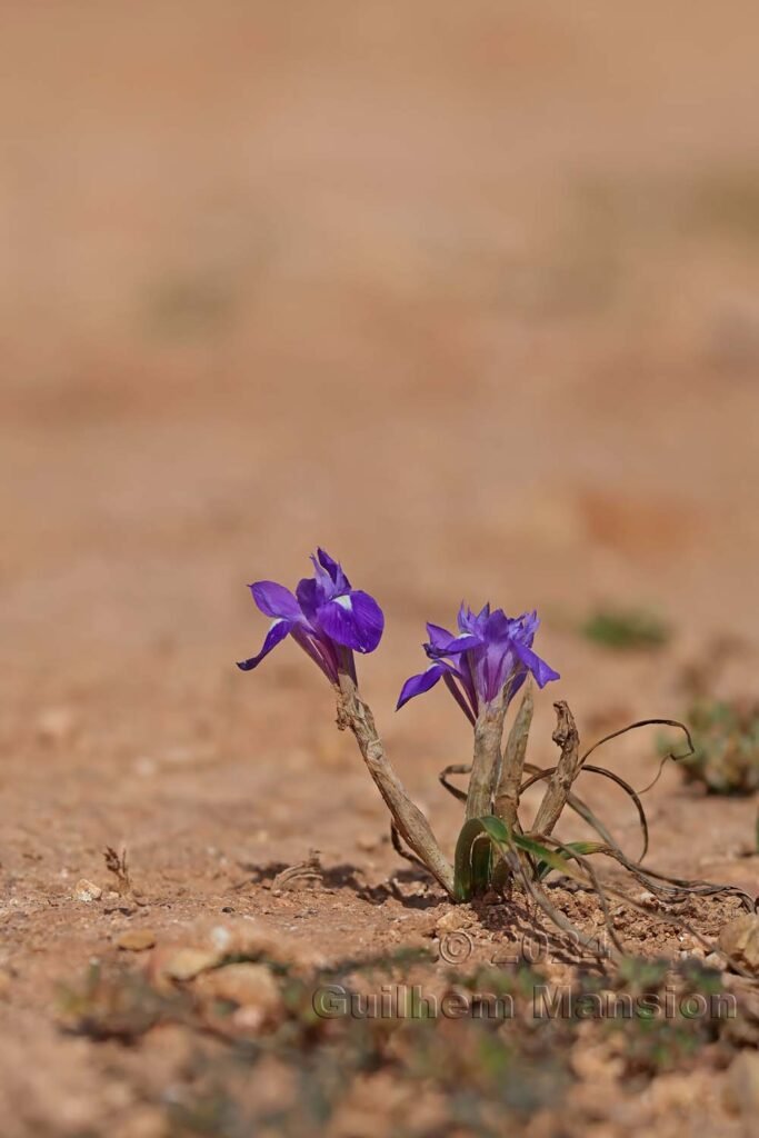 Moraea sisyrinchium vers Raposeira (Portugal, Vila do Bispo)
