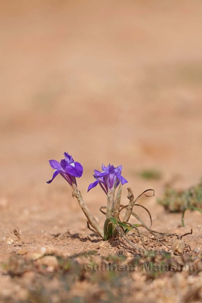Moraea sisyrinchium vers Raposeira (Portugal, Vila do Bispo)