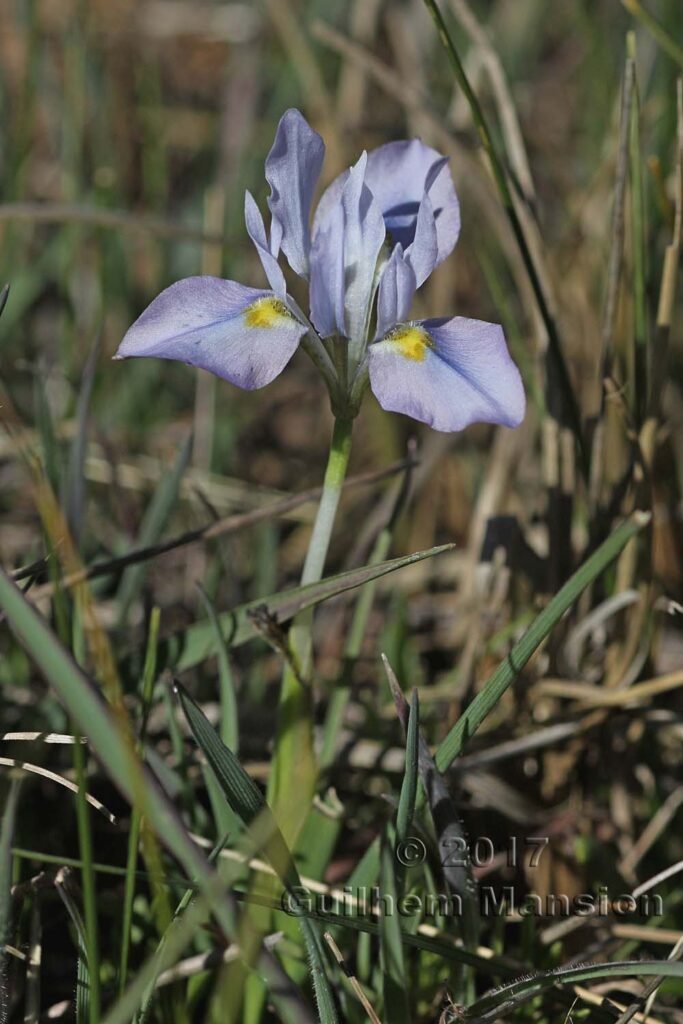 Moraea sp. vers Vanrhynsdorp (Oorlogskloof, Afrique du Sud)