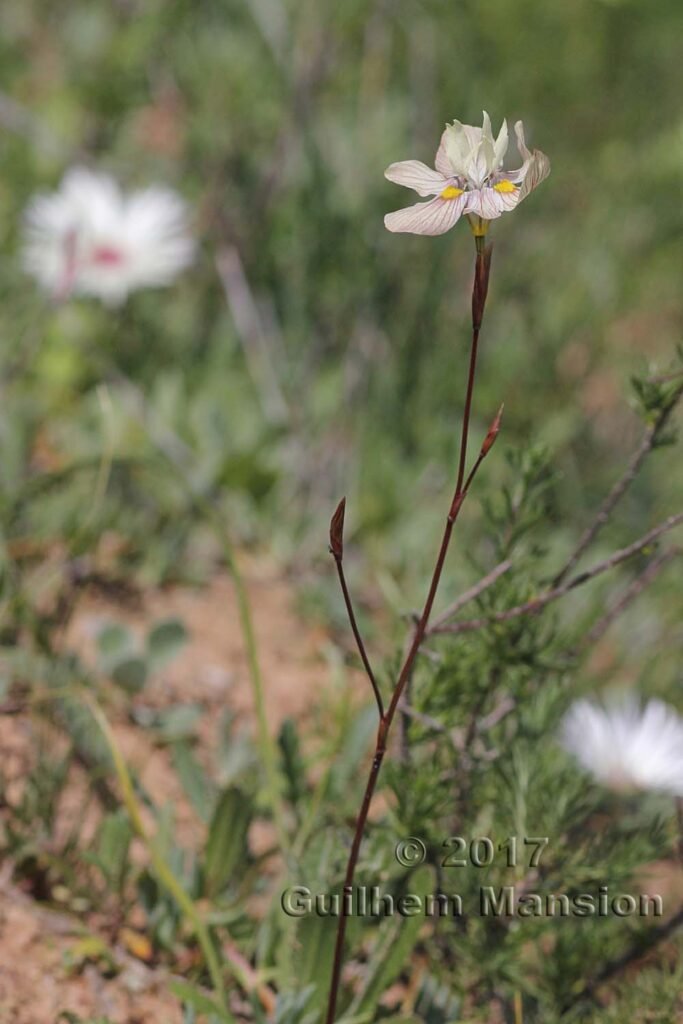 Moraea tricolor vers Darling (Afrique du Sud)