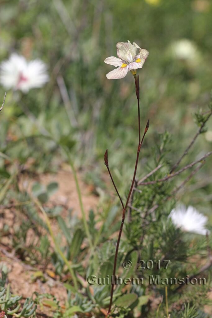 Moraea tricolor vers Darling (Afrique du Sud)