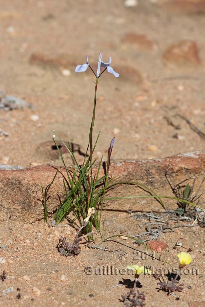 Moraea tripetala vers Vanrhynsdorp (Oorlogskloof, Afrique du Sud)