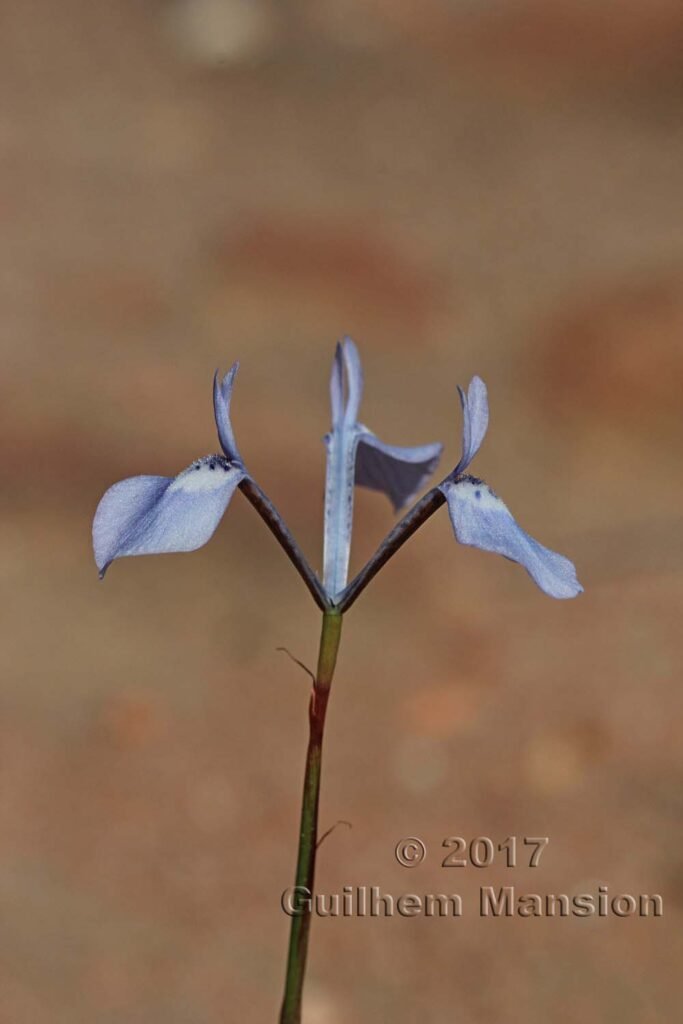 Moraea tripetala vers Vanrhynsdorp (Oorlogskloof, Afrique du Sud)