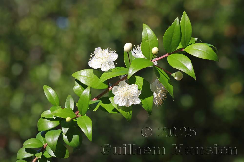 Myrtus communis dans le Cap Corse, près d'Albo (France, Haute-Corse)