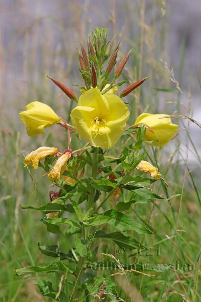 Oenothera biennis vers Aarburg (Suisse, Argovie)