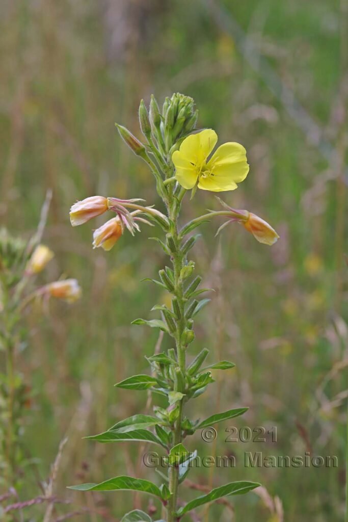Oenothera biennis vers Aarburg (Suisse, Argovie)