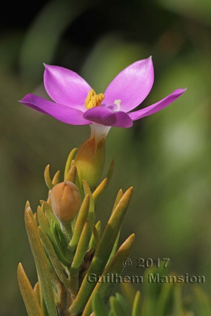 Orphium frutescens vers Kleinmond (Afrique du Sud)