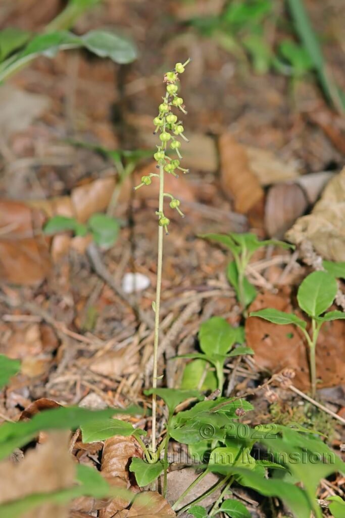 Orthilia secunda sur le Weissenstein (Suisse, Soleure)