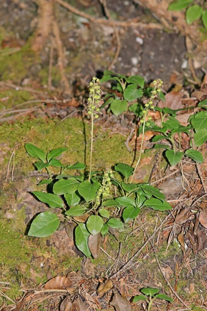 Orthilia secunda sur le Weissenstein (Suisse, Soleure)