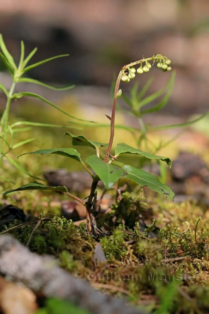 Orthilia secunda vers Derborence (Suisse, Valais)