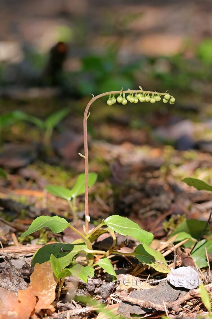 Orthilia secunda vers Derborence (Suisse, Valais)