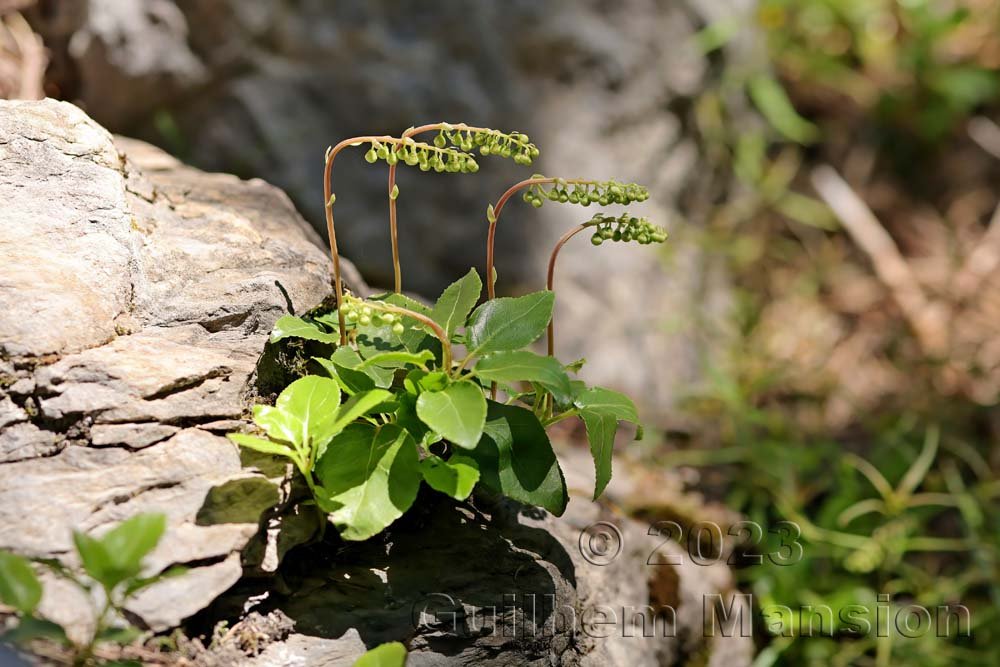 Orthilia secunda vers Derborence (Suisse, Valais)