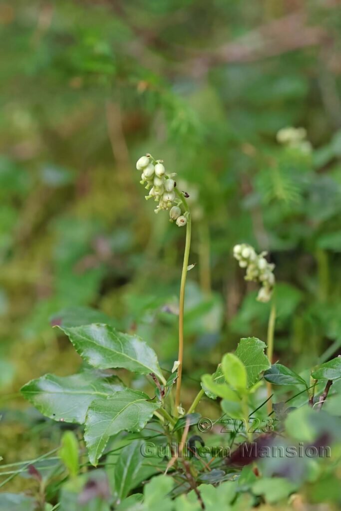 Orthilia secunda vers Saint-Luc (Suisse, Valais)