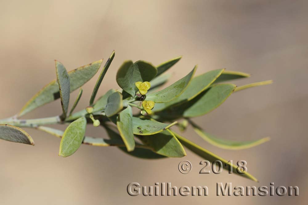 Osyris lanceolata dans la région de Coto Donana (Espagne, Andalousie)