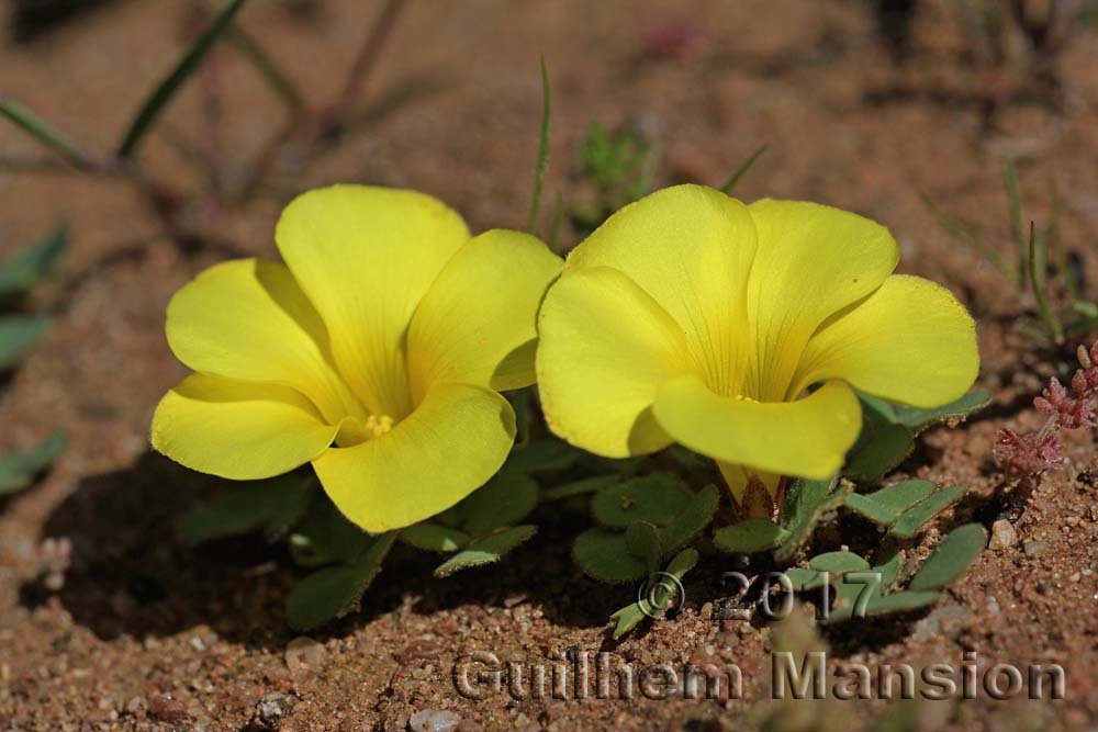 Oxalis luteola à Postberg (Afrique du Sud)