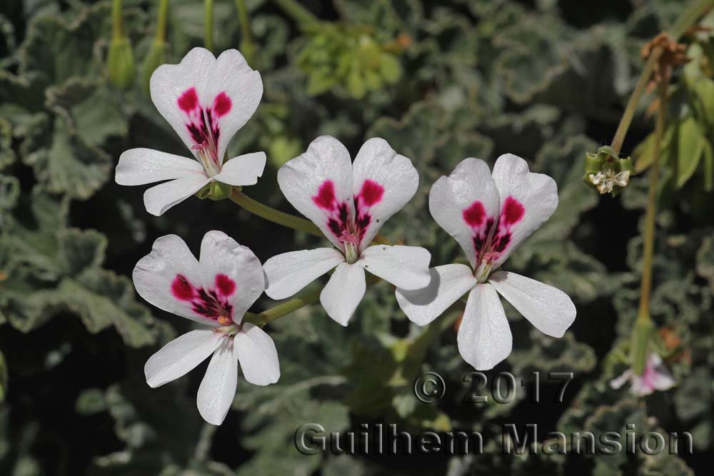 Pelargonium echinatum vers Kamiesberg (Afrique du Sud)