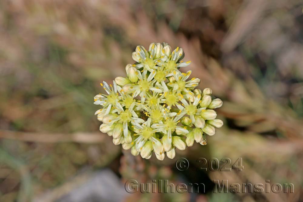 Petrosedum sediforme vers Poulx (France, Gard)