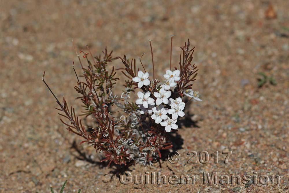 Pharnaceum sp. vers Kamiesberg (Afrique du Sud, Namaqualand)