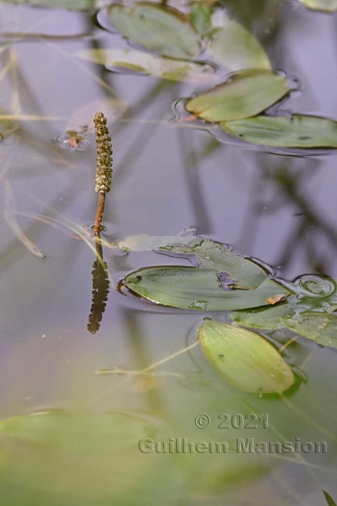 Potamogeton natans vers Aarburg (Suisse, Argovie)