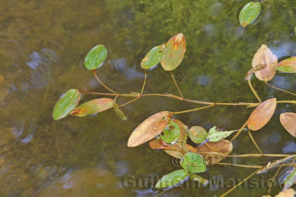 Potamogeton sp. vers Aarburg (Suisse, Argovie)