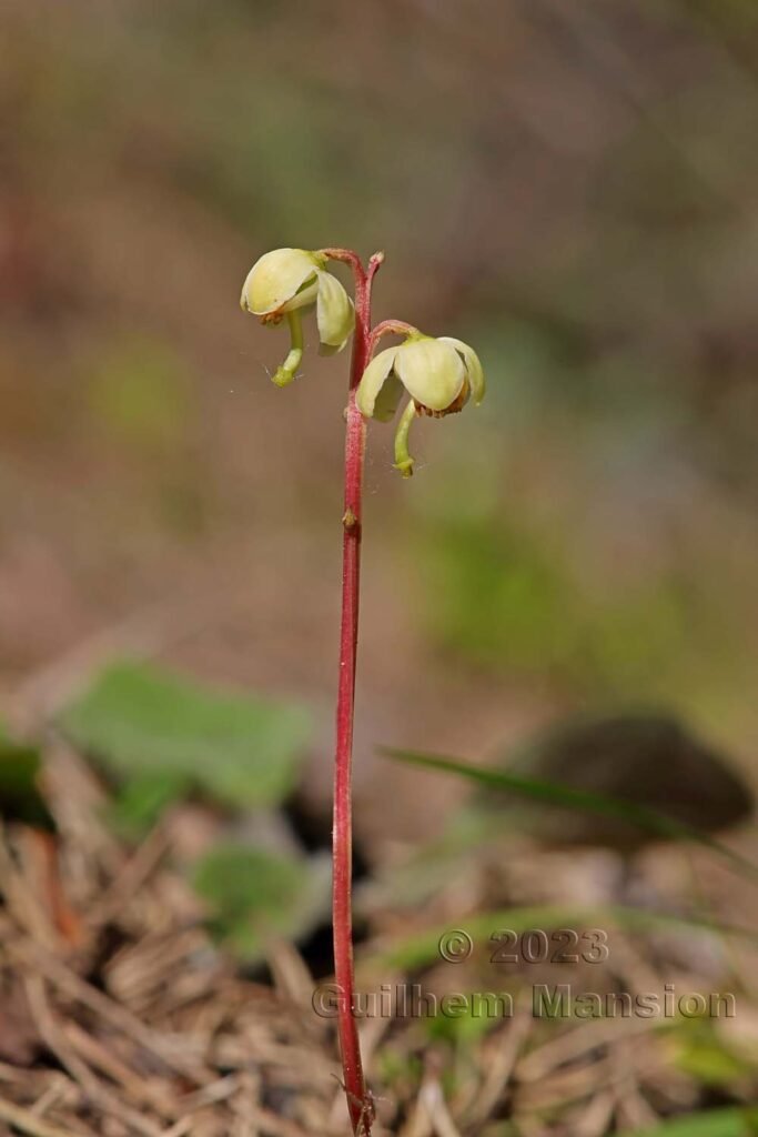Pyrola chlorantha vers Derborence (Suisse, Valais)