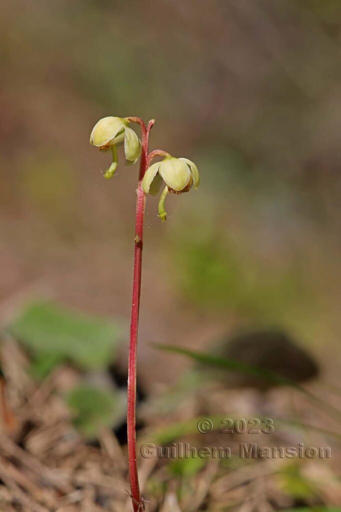 Pyrola chlorantha vers Derborence (Suisse, Valais)