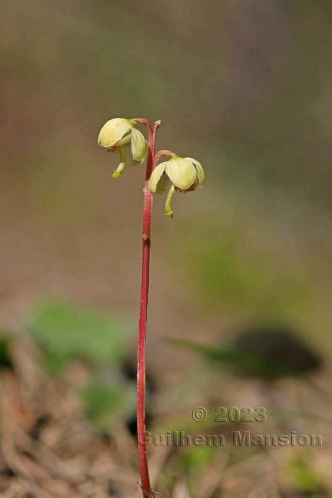 Pyrola chlorantha vers Derborence (Suisse, Valais)